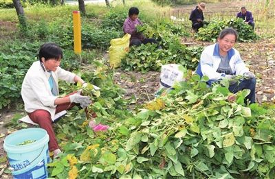 海门小寒王青毛豆大丰收 亩产高出100公斤