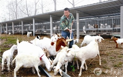 大丰家庭农场开展山羊等养殖 致富项目多元