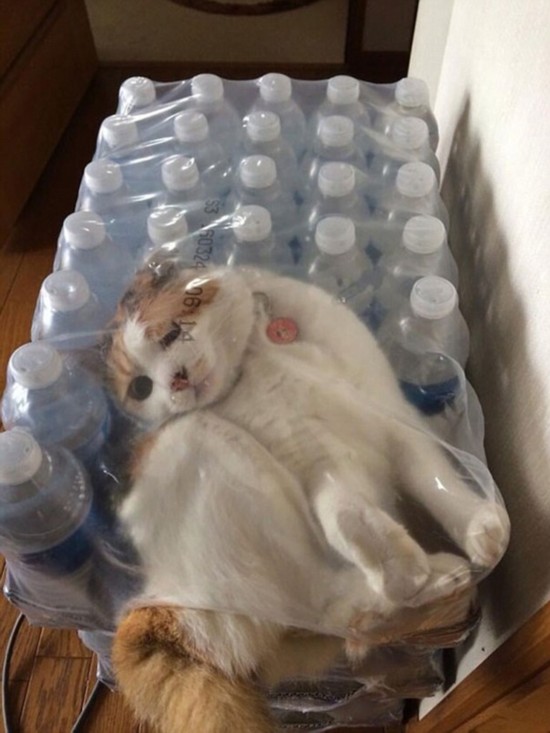 Thirsty? Perhaps this moggy was looking to quench his thirst by reaching for a bottle of water, instead he found himself trapped in a plastic crate