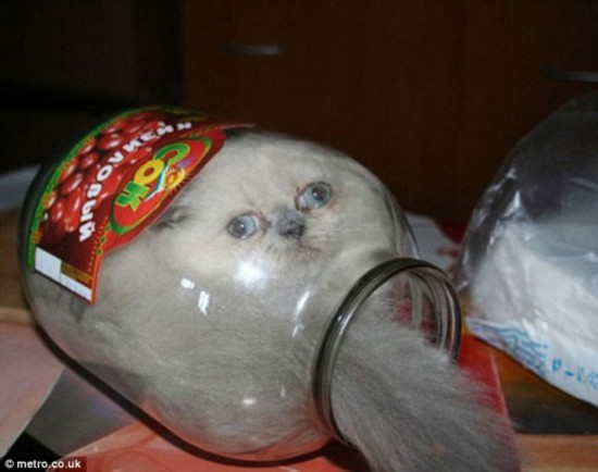 Oh no: This poor cat was forced to sit and contemplate his actions after finding himself completely squished inside a glass jar