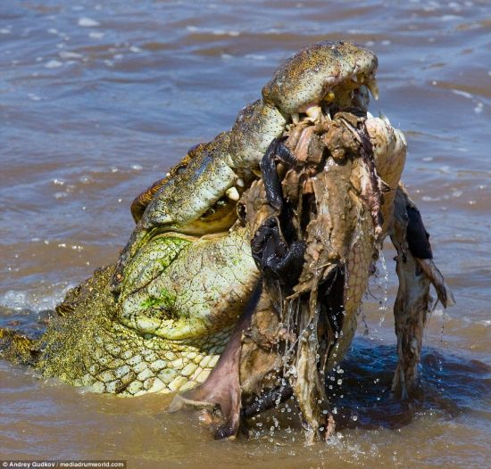 Grueseome: A crocodile surfaces with the flesh and bones of another wildebeest in its deadly jaws after a more successful hunt