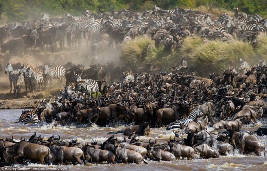 Zebras and wildebeest compete for space as they charge across the river. The images were captured by wildlife photographer Andrey Gudkov