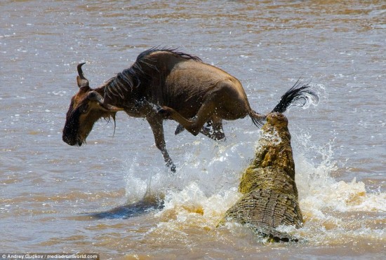 Leap of faith: The wildebeest managed to spring out of the water and twist its body just inches away from the crocodiles deadly jaws