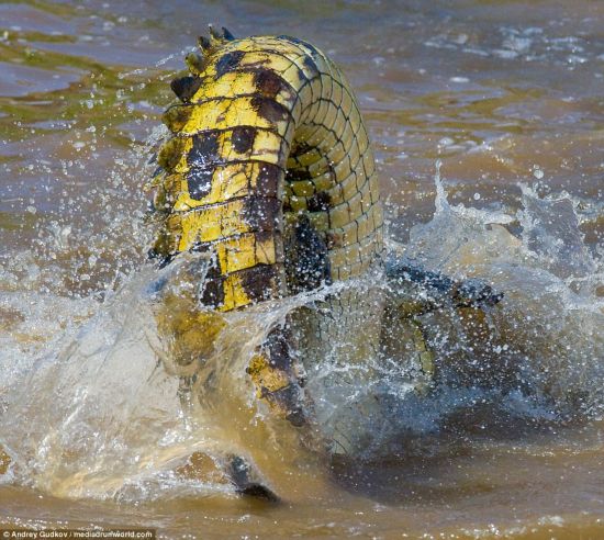 Deadly: A crocodile's tail creates a splash as the giant reptile lunges at its prey with deadly speed during another attack on a wildebeest