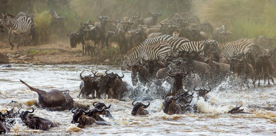 Dangerous crossing: The stunning images, which show herds of wildebeest crossing a river in the reserve, were captured by wildlife photographer Andrey Gudkov