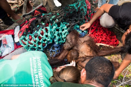 Holding on tight: Rescuers quickly anaesthetised the mother to give her treatment with her frightened baby clinging on tightly throughout