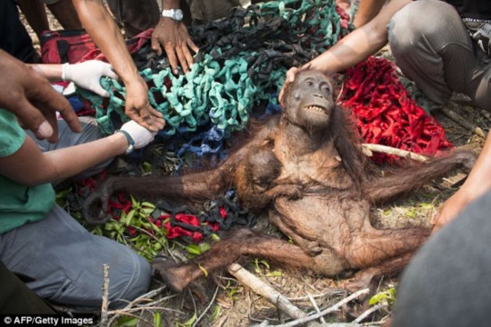 Nick of time: International Animal Rescue's photo shows a baby orangutan holding onto its malnourished mother while being rescued in Borneo's West Kalimantan province. The pair had escaped a forest fire before being set upon by villagers