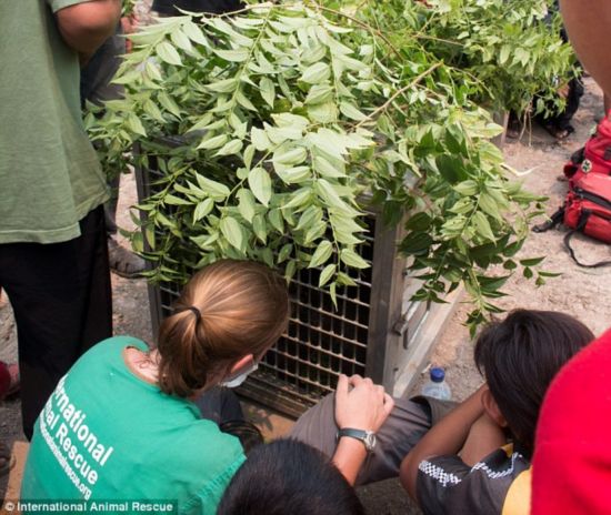 Transported: The pair were loaded up and transported to the conservation area of PT KAL, where they are being monitored by the oil palm company’s conservation team