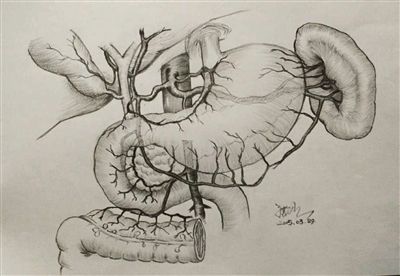 南医大博士手绘解剖图意外走红 画技精湛