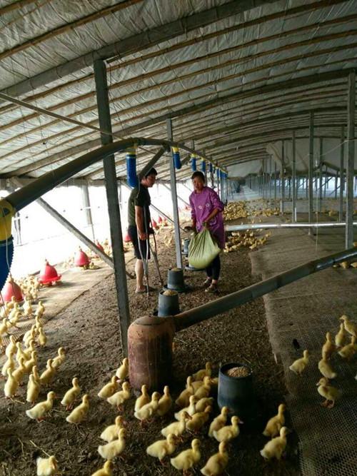 张敏敏与丈夫在鸭棚干活.图片来源:潍坊文明网