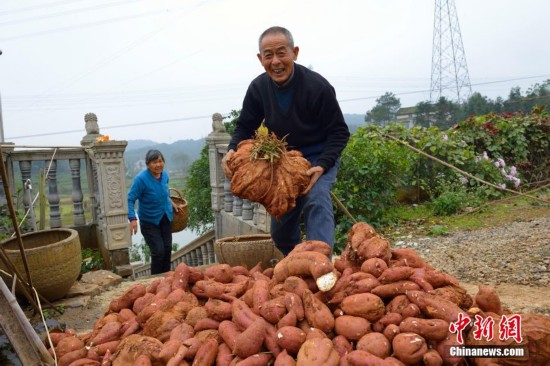 湖北一村民种出37斤重红薯 堪称红薯中的“巨无霸”