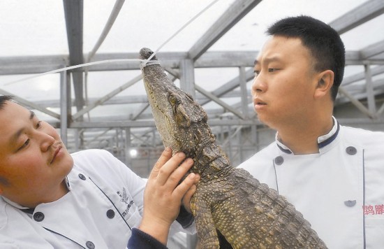 "鳄鱼疯子"徐富荣饲养的鳄鱼