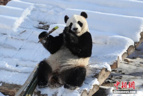 定居长春大熊猫迎新家首冬 雪地里撒欢滚雪球