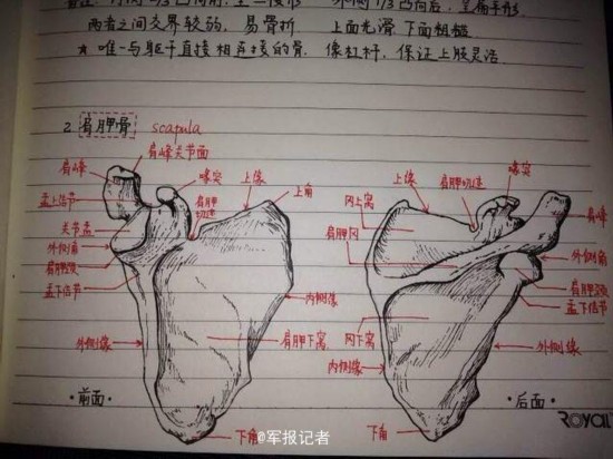 军医大学霸手绘骨骼图走红 精细似素描