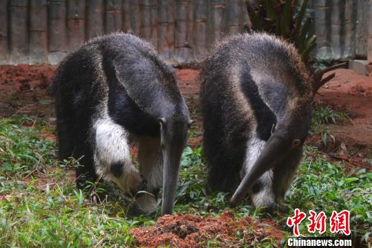 美洲大食蚁兽首次在深繁育成功幼崽健康活泼已断奶