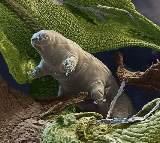 科学家成功复活冰冻30年"水熊虫" 完爆外星生物活久见