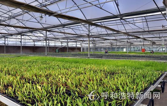 蒙草抗旱:在新形势下谱写生态建设新篇章