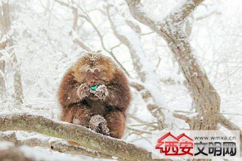 孔雀遛弯冻僵街头 盘点寒风中瑟瑟发抖的动物(图)