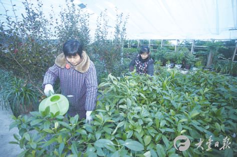 盐城大丰荷兰花海种植多种苗木 扮靓花市