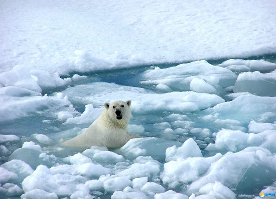 北极遇罕见高温 网友:北极熊该起痱子了