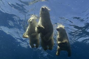 摄影师拍到北极熊教幼崽游泳一幕画面有爱萌到不行