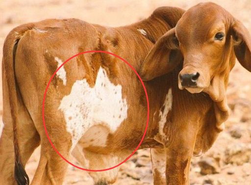 澳洲好小牛被发现:胎记自带澳地图