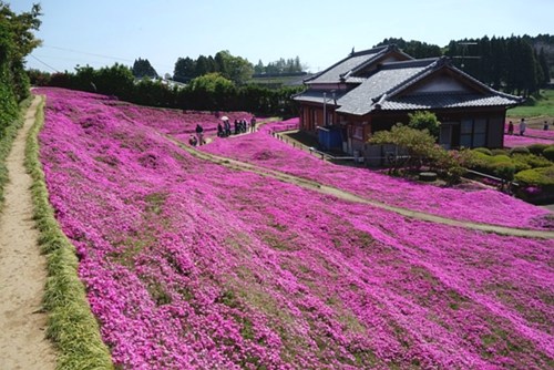 日本老人造美丽花园博盲妻一笑 成爱情佳话