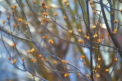 雨水节气大风至 河南将迎4-5级西北风气温下降