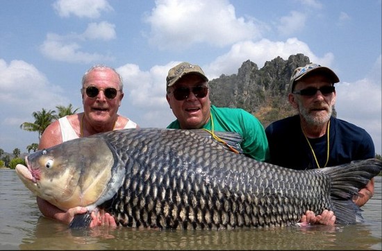 泰国天然湖泊盛产巨型鲤鱼 重达200斤(高清组