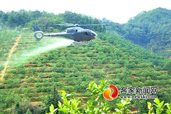 安远县首次采用直升机为脐橙喷药 打药次数每