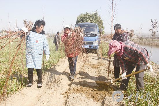 盐城大丰南阳掀起植树造林热潮 保护生态