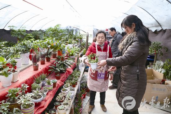 阳春三月万物复苏 盐城大丰迎花草销售旺季