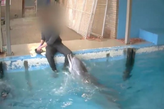 荷兰动物饲养员摸海豚生殖器视频曝光遭谴责(
