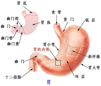 人体内脏竟"脏"成这样!还不赶快清理