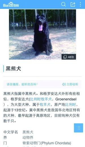 男子养 狗 半年 百度一下发现竟是头熊 图 旅游频道 权威全面报道旅游 人民网