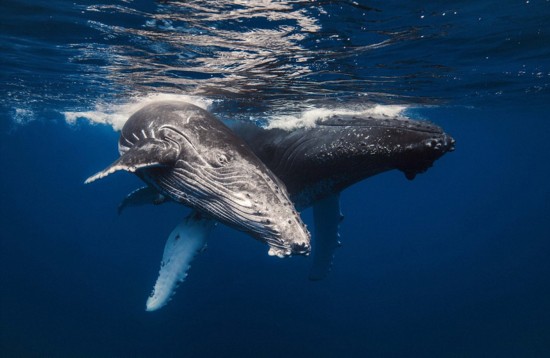 难得一见！太壮观！摄影师印度洋冒险拍摄座头鲸