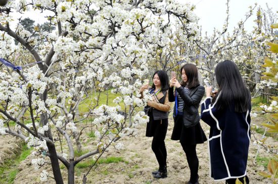 树山千亩梨花绽放 三大国际知名商旅品牌落户