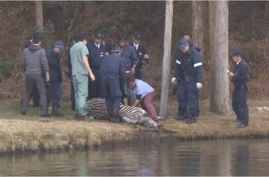 不自由毋宁死 日本一斑马遭追捕跌落池塘淹死(图)