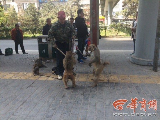 男子南二环耍猴引围观 小猴翻跟头捡帽子逗乐