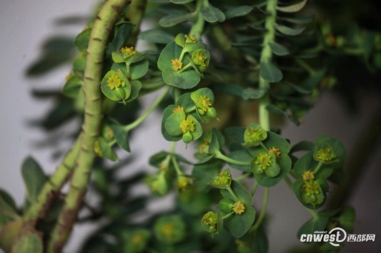 高清:植物园举办有毒植物展 看看断肠草长啥样