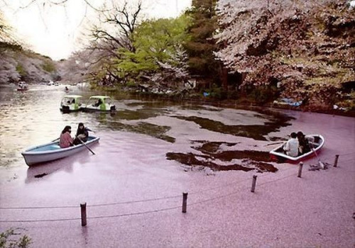 日本公園櫻花花瓣飄落鋪滿池塘猶如粉色絨毯（圖）