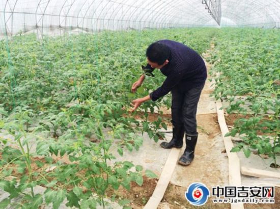 天气差致蔬菜价格上涨 吉安时蔬价格6月或可下