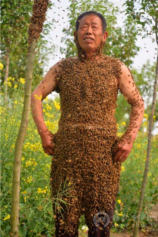 图说天下             据张金海介绍,不会被蜇的玄机就是最大的蜜蜂—