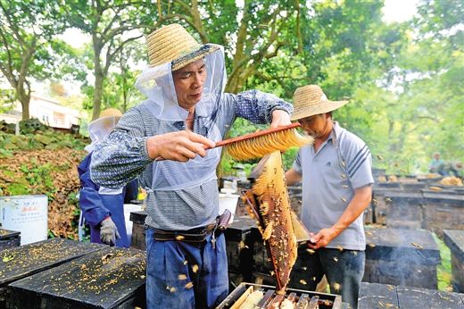 大新首批龙眼花蜂蜜上市