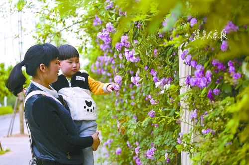 盐城市区粉色蔷薇花绽放 营造温馨浪漫氛围