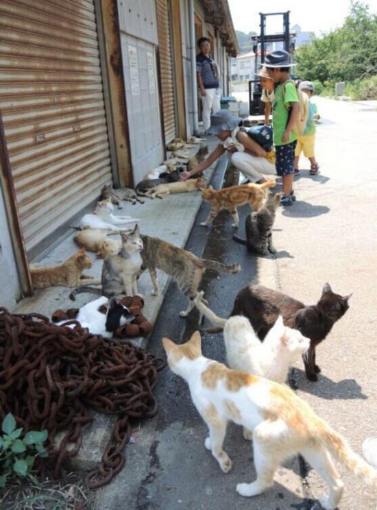 日本"猫岛"流浪猫泛滥 200只猫将接受绝育手术