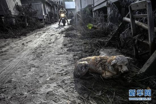 印尼锡纳朋火山喷发死亡人数上升至6人 另有3