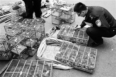 南京鸟王非法猎鸟200多只被批捕