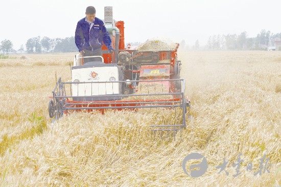 盐城大丰村民抓住晴好天气抢收小麦