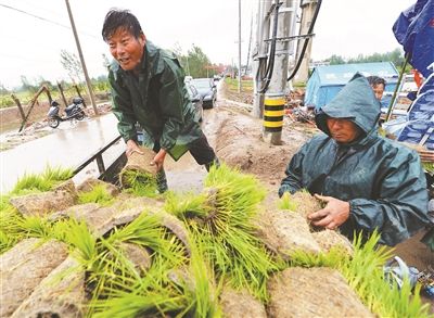 盐城阜宁村民补种秧苗 重建家园